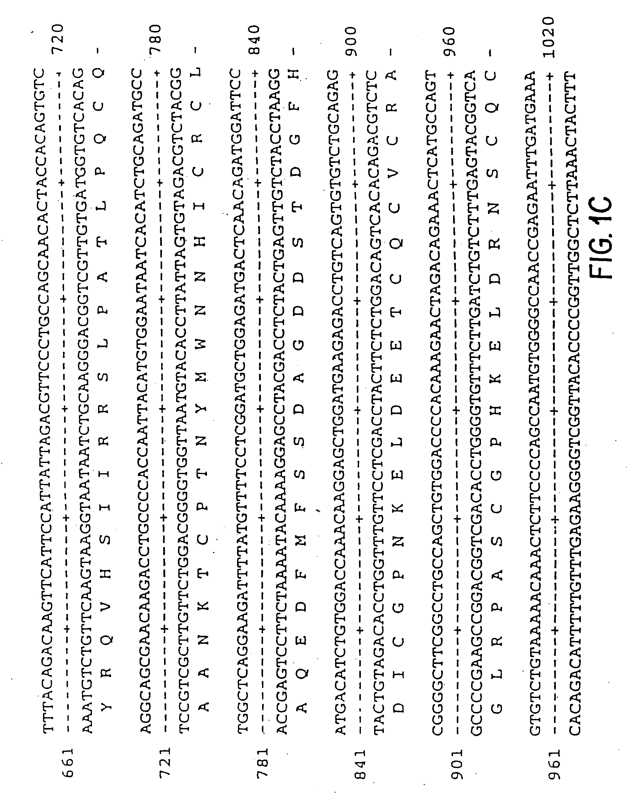 Vascular endothelial growth factor-2