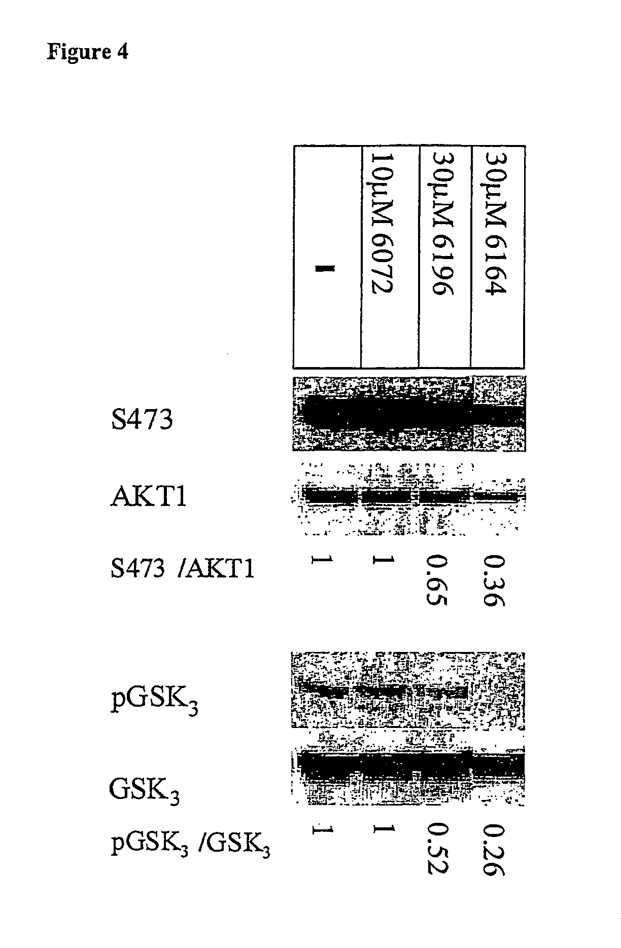 Cell permeable conjugates of peptides for inhibition of protein kinases