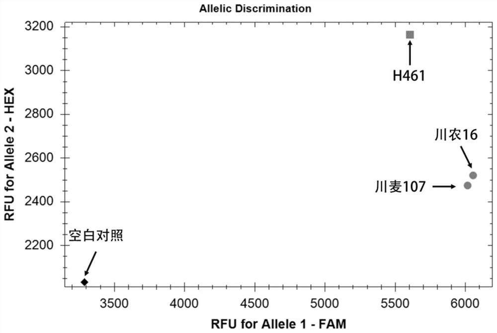 Molecular marker closely linked to wheat grain filling rate qtl QGfr.sicau-7D.1 and its application