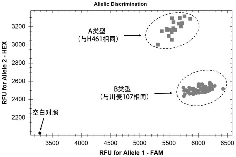 Molecular marker closely linked to wheat grain filling rate qtl QGfr.sicau-7D.1 and its application