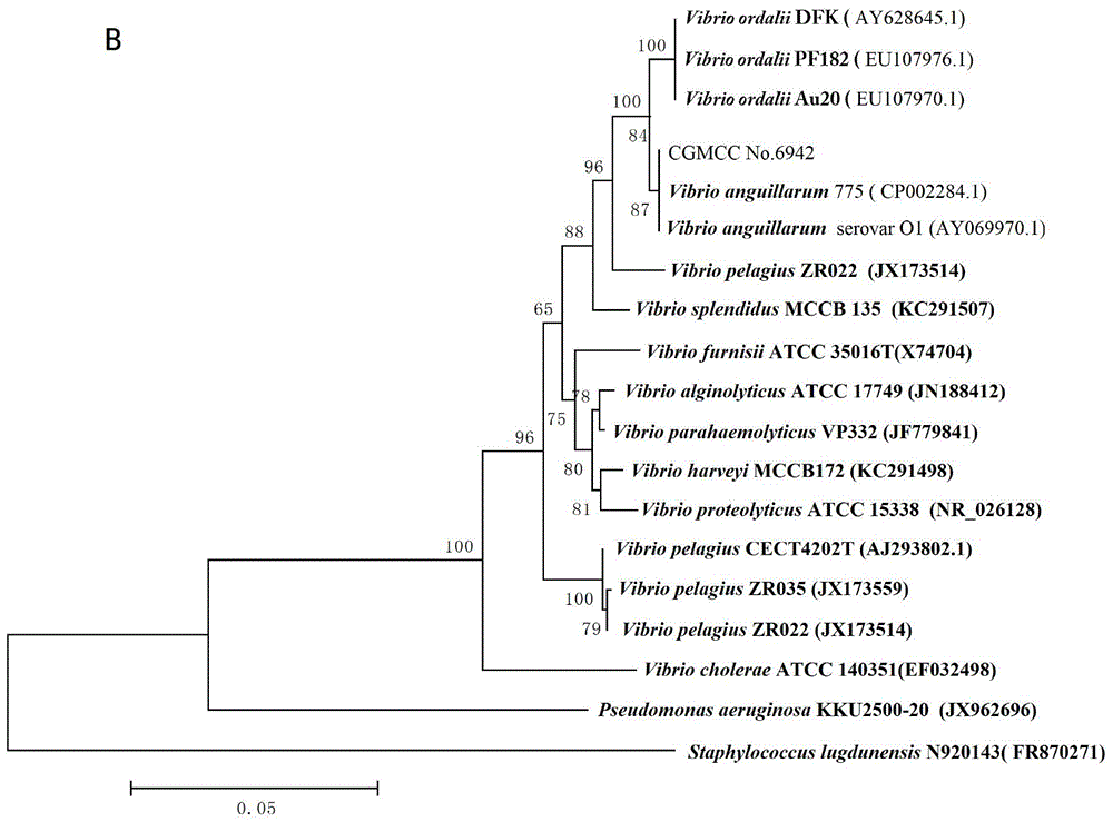 Vibrio anguillarum 01 serotype inactivated vaccine, preparation method and use method thereof