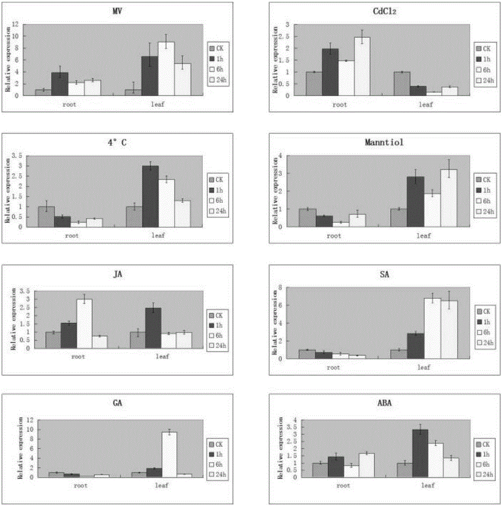 Banana antioxidant associated protein MaBBI1 and new application of gene of protein