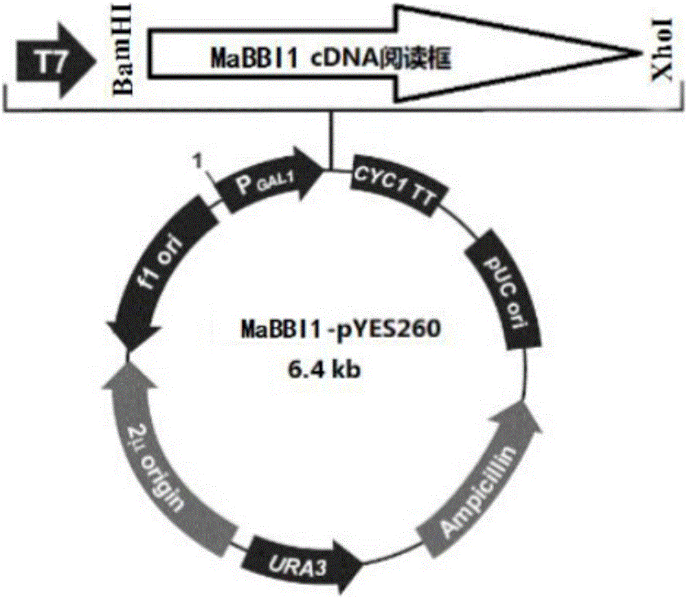 Banana antioxidant associated protein MaBBI1 and new application of gene of protein