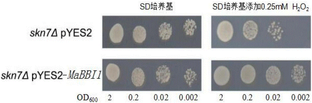 Banana antioxidant associated protein MaBBI1 and new application of gene of protein