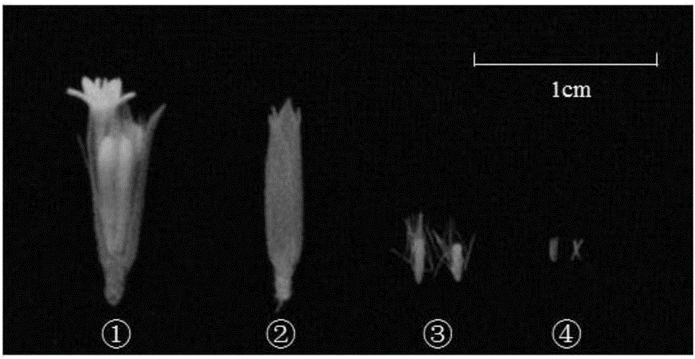 Anther separation method suitable for stevia rebaudianum anther culture