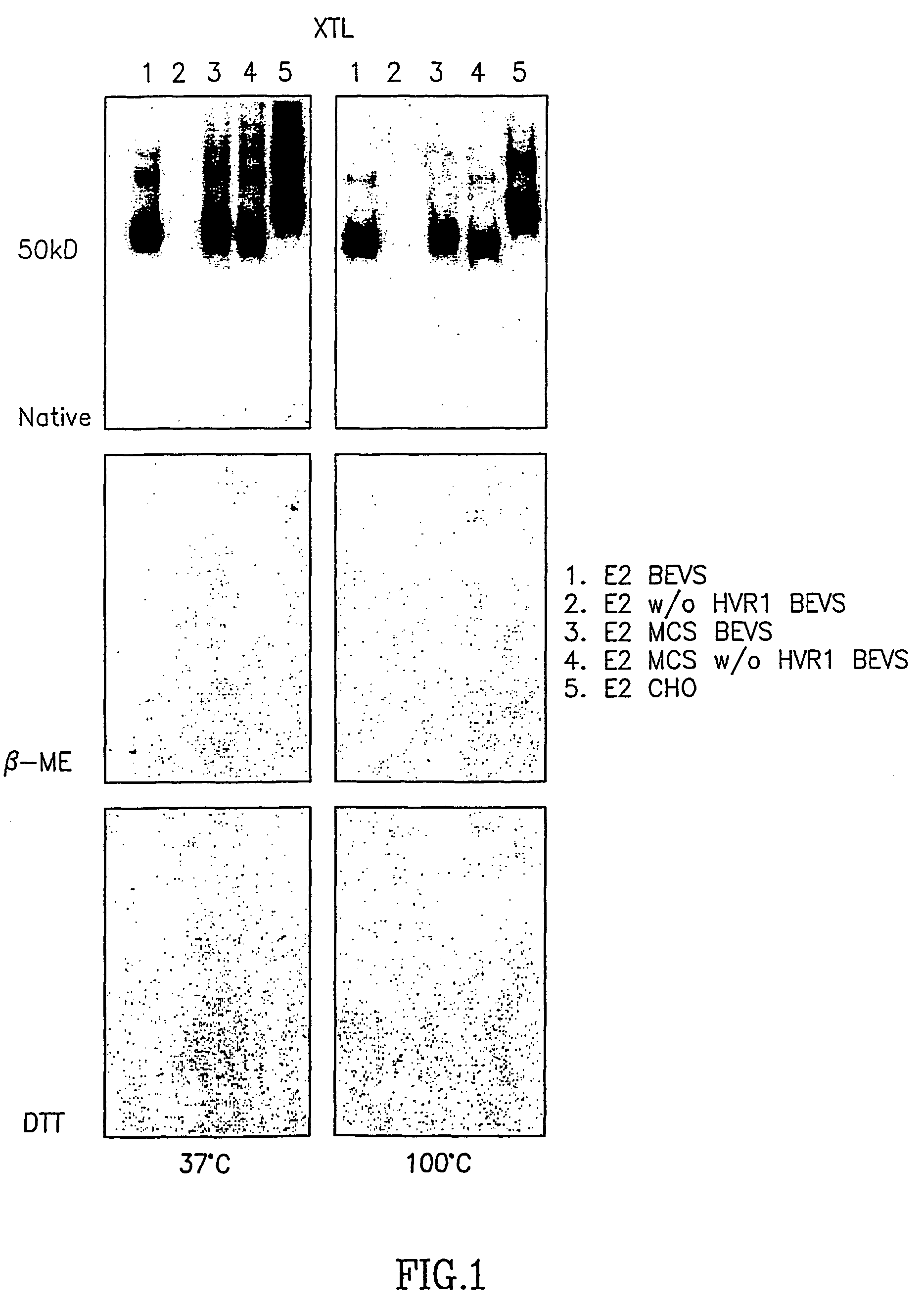 Human monoclonal antibody against hepatitis C virus E2 glycoprotein