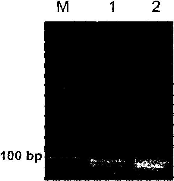 High-efficiency separation method for lower molecular multiplex PCR-amplified fragments