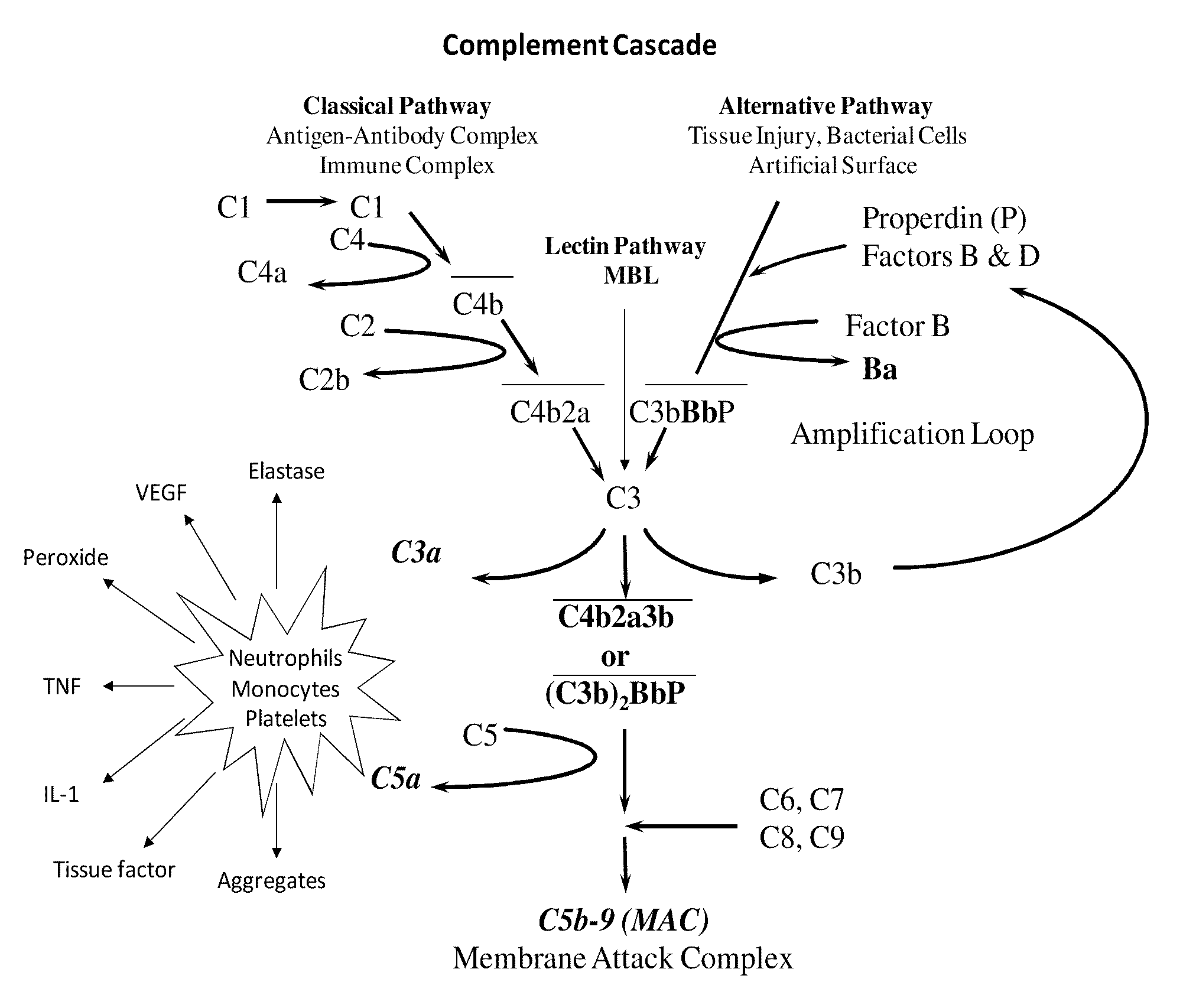 METHOD OF INHIBITING COMPLEMENT ACTIVATION WITH FACTOR Ba SPECIFIC ANTIBODIES AND USE THEREOF