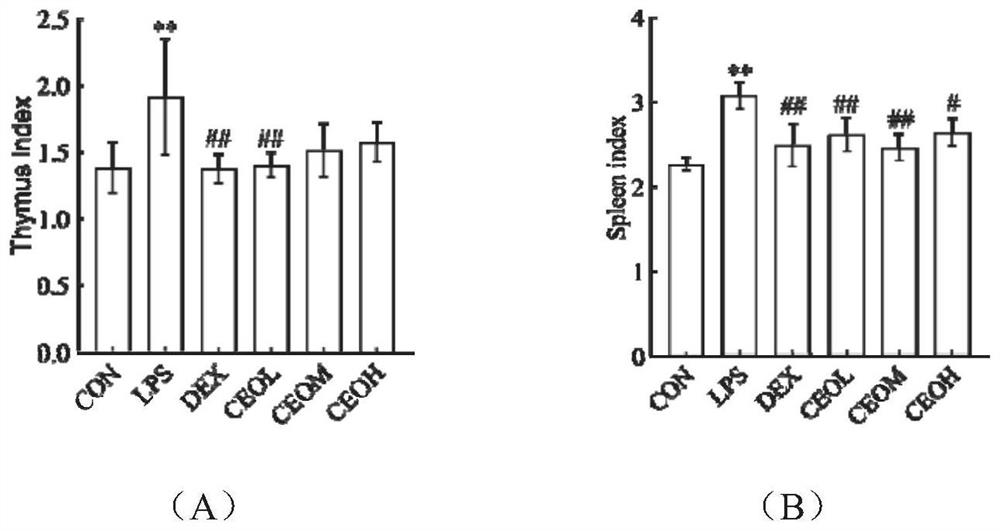 Application of golden tea volatile oil in the preparation of LPS-induced acute lung injury protection medicine