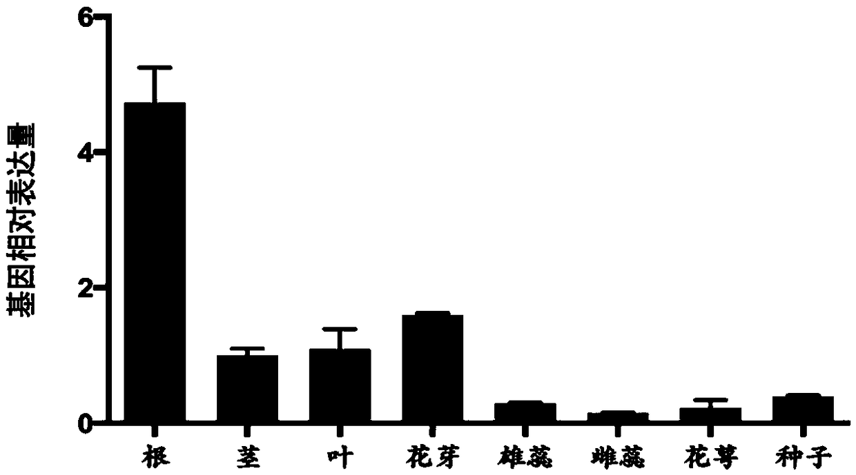 Nicotiana tabacum slowly activating anion channel homologue (NtSLAH1) and application thereof