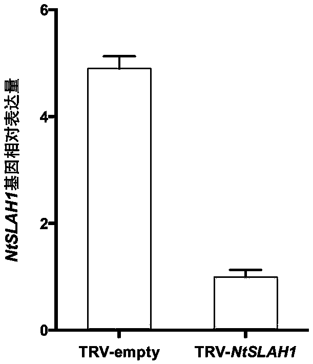 Nicotiana tabacum slowly activating anion channel homologue (NtSLAH1) and application thereof