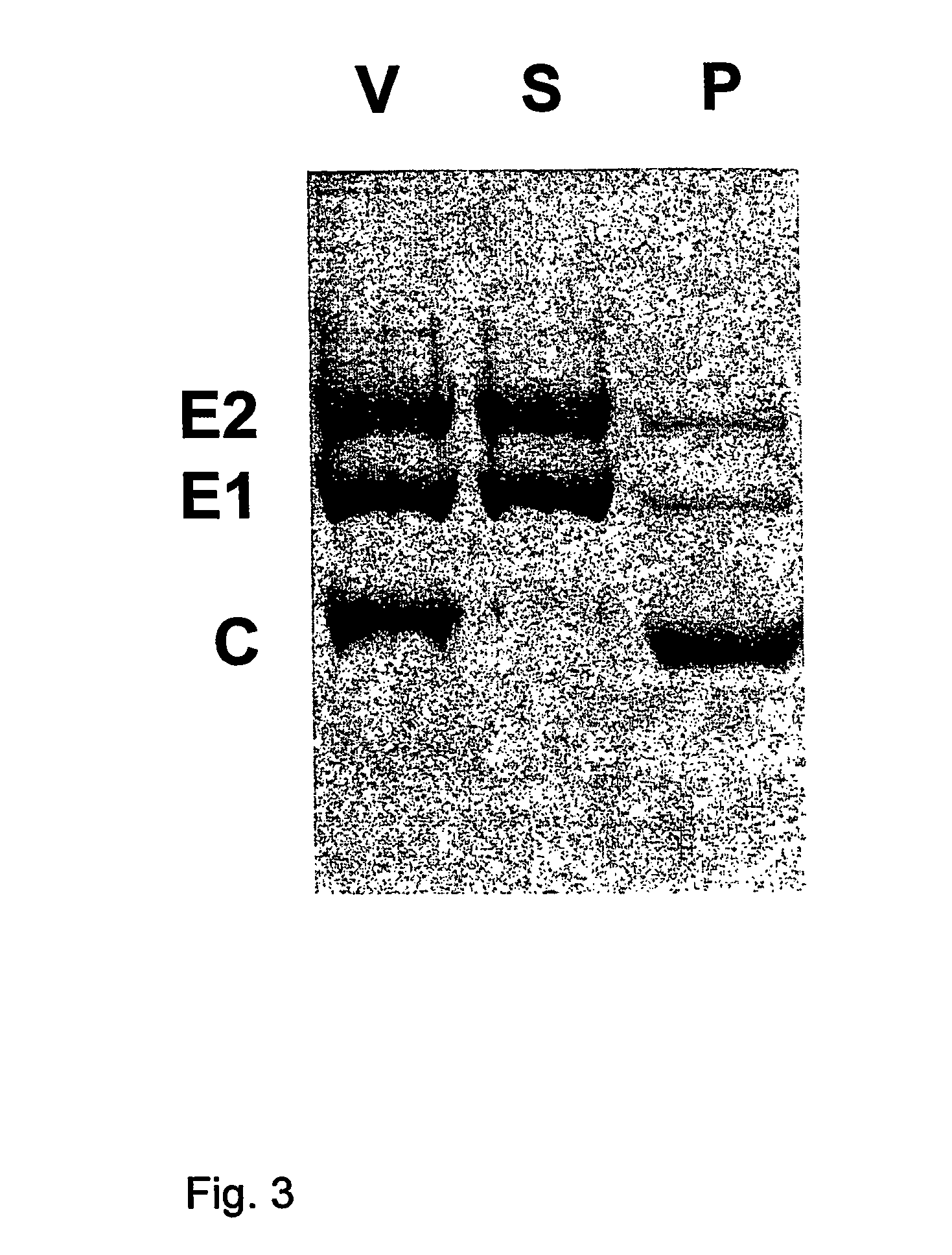 Virosome-like-particles