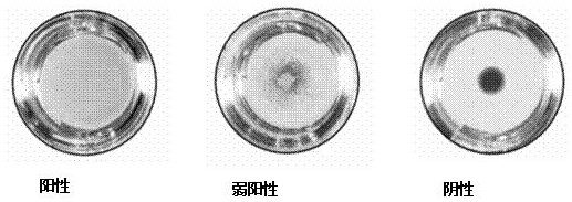 Anti-screening cells suitable for platelet antibody detection and preparation method and application thereof