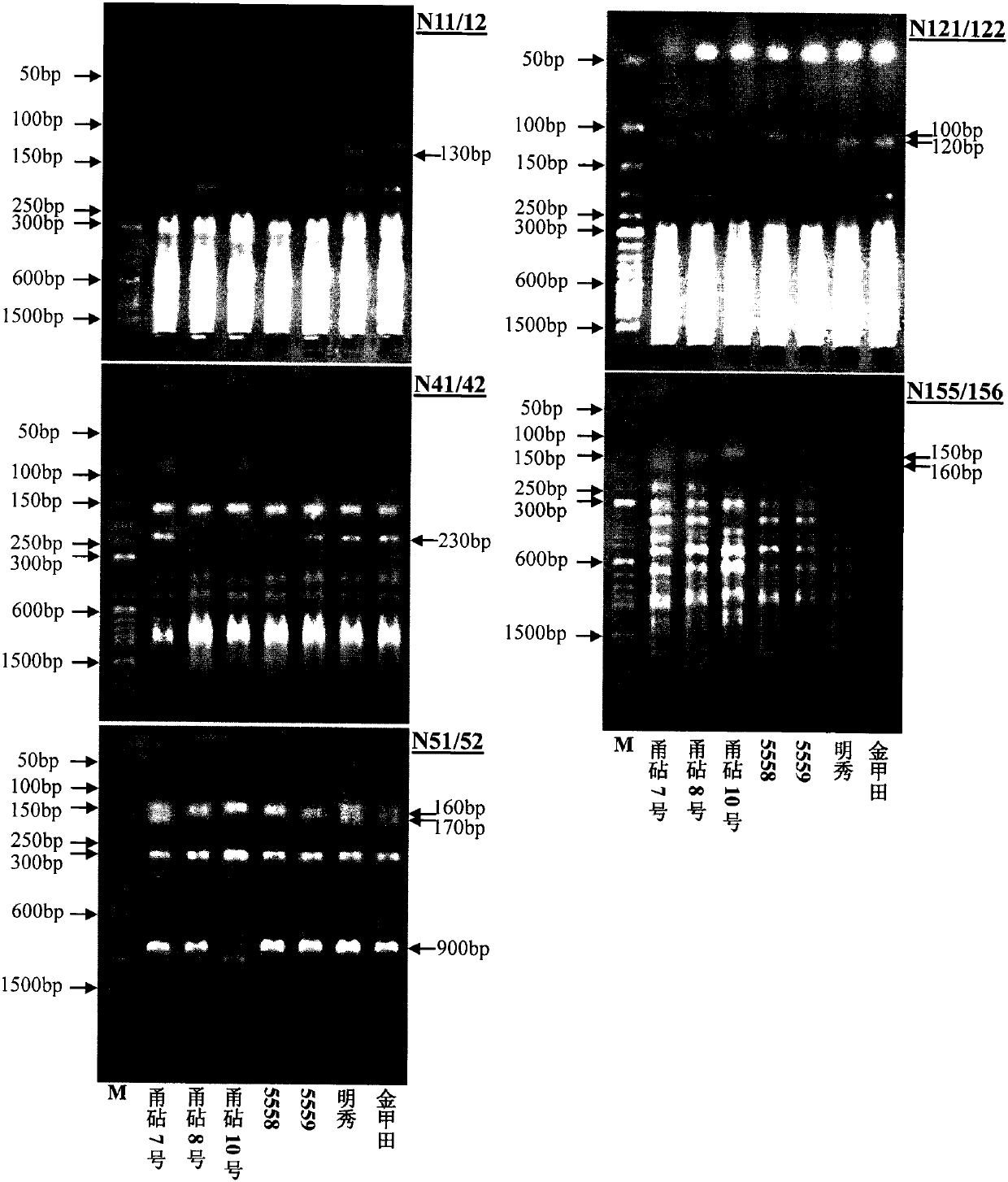 Method for identifying authenticity of Indian pumpkin*Chinese pumpkin hybrid rootstock varieties