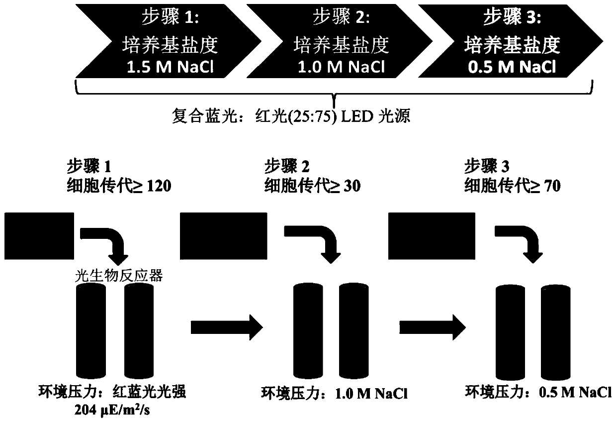 Method for evolution and domestication of halophilic microalgae