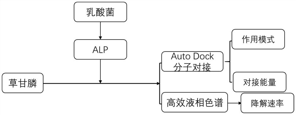 Method for degrading glyphosate pesticide by using lactobacillus alkaline phosphatase