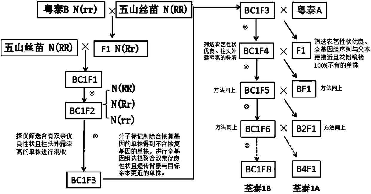 Method for rapid and accurate selective breeding of three-line rice sterile lines by rice genomics technology