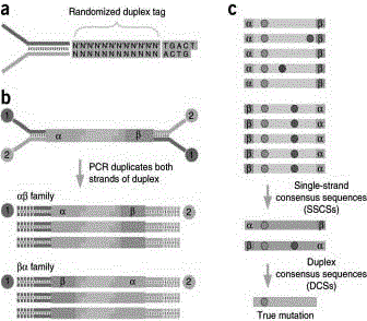 Constructing method of amplification sublibrary for precise sequencing of ctDNA