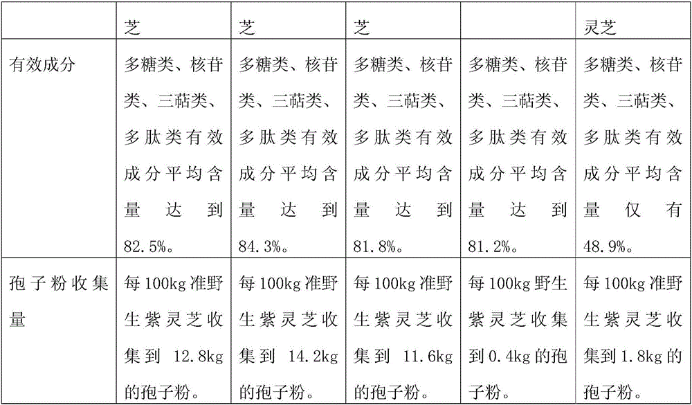 Cultivation Technology of Quasi-wild Purple Ganoderma lucidum