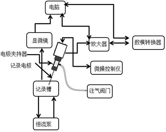 Experiment method for studying effect of tenuigenin on synaptic transmission of rat hippocampal neuron