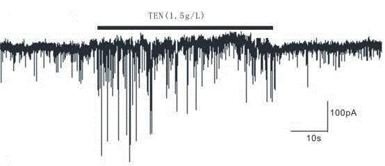 Experiment method for studying effect of tenuigenin on synaptic transmission of rat hippocampal neuron