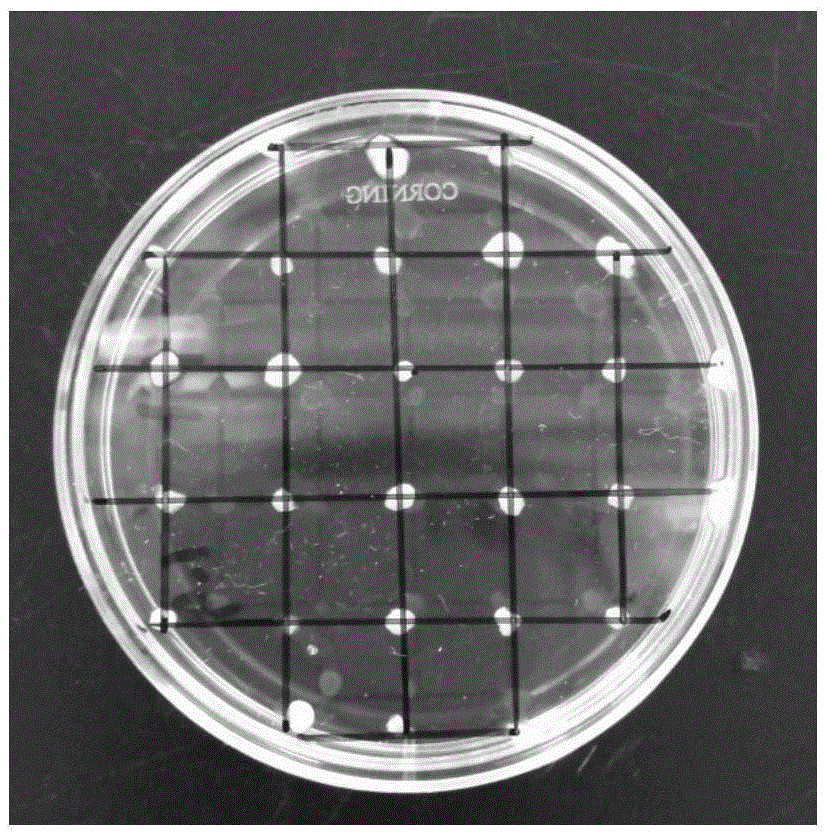 Primary isolated culture method for dairy cow mammary epithelial cells