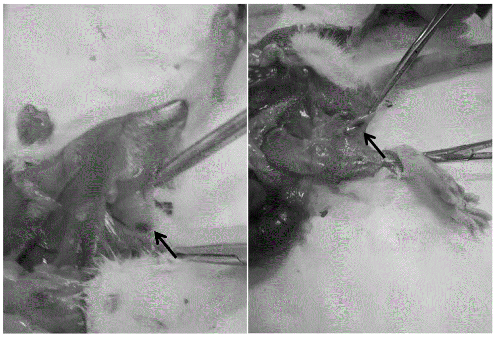 Application of pixantrone serving as lymphatic tracer