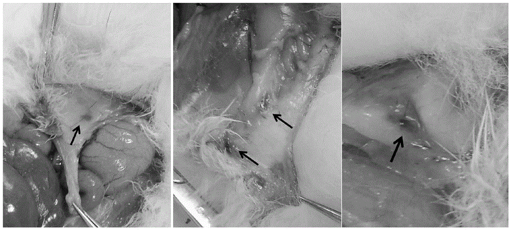 Application of pixantrone serving as lymphatic tracer