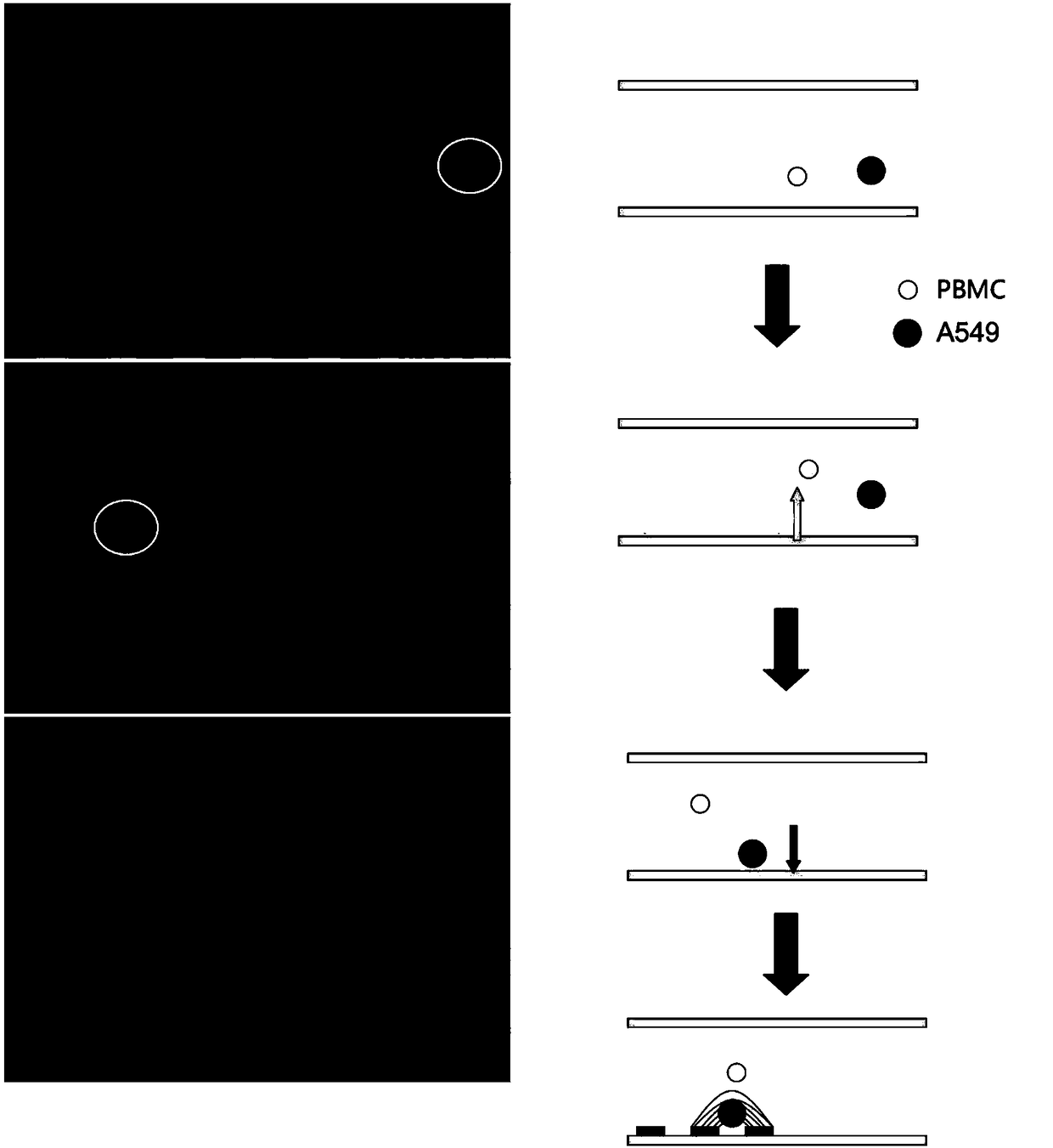 Particulate matter detection device and detection method