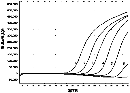 Triple fluorescent quantitative RT (Reverse Transcription)-PCR (Polymerase Chain Reaction) kit for detecting human calicivirus