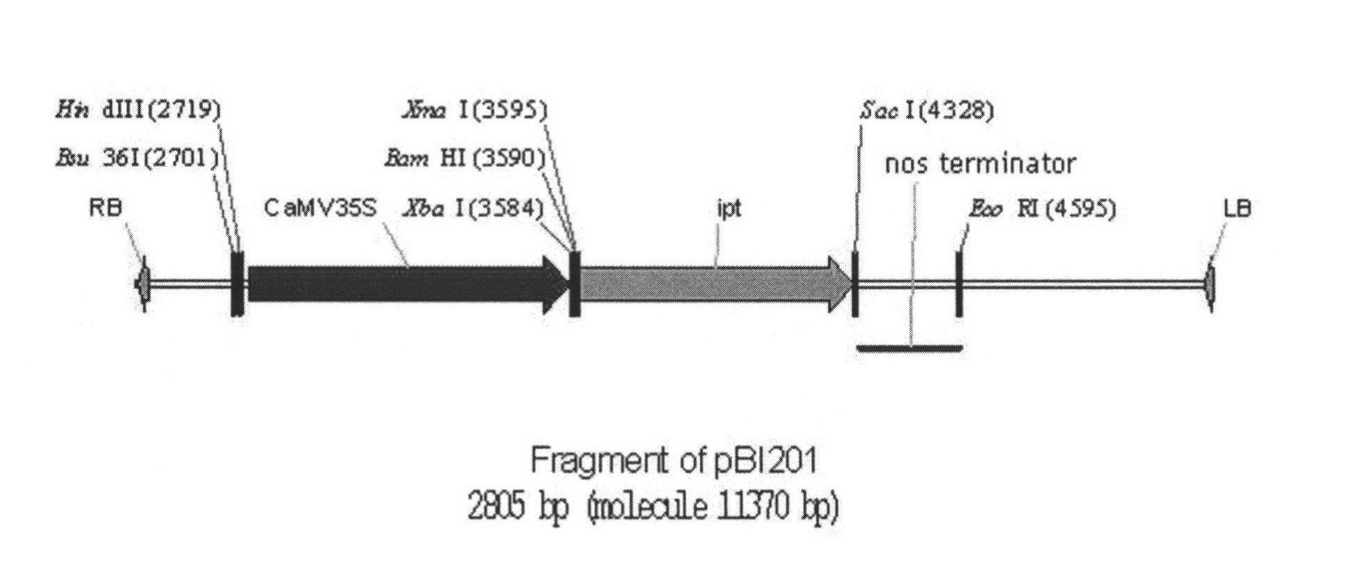 Plant expression vector without antibiotic marker gene and construction method and application thereof