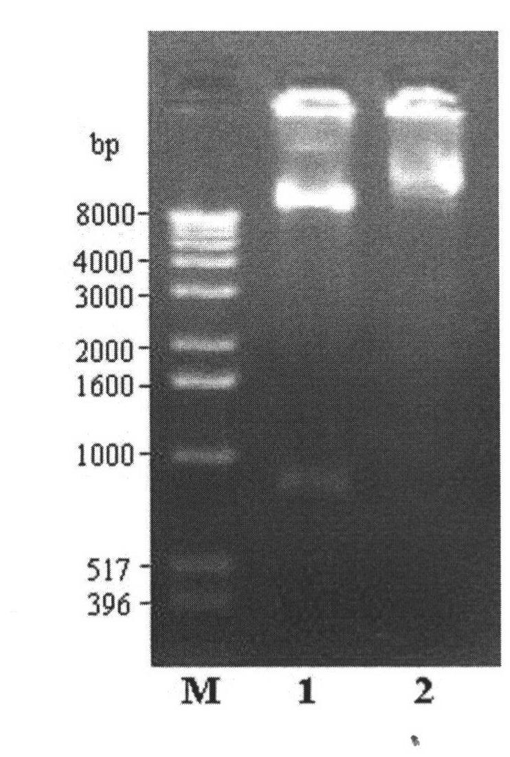 Plant expression vector without antibiotic marker gene and construction method and application thereof