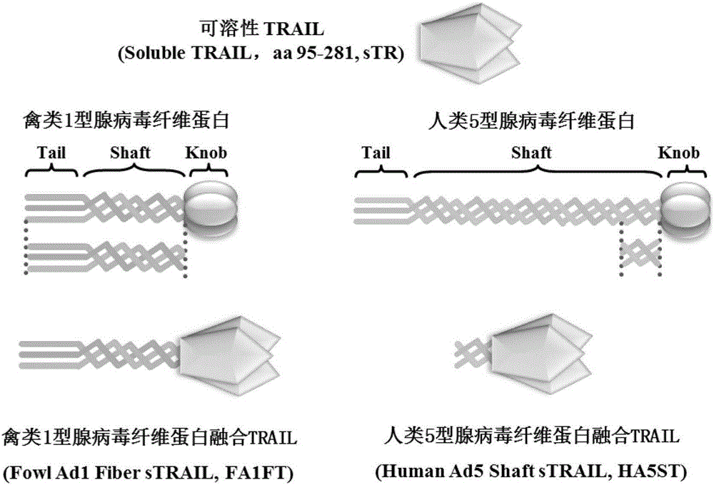 Novel gene engineering recombinant TRAIL fusion protein, and preparation method and use thereof