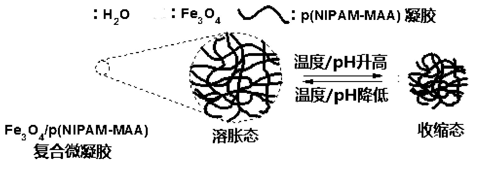 Preparation method of composite microgel with temperature, pH and magnetic field sensitivities