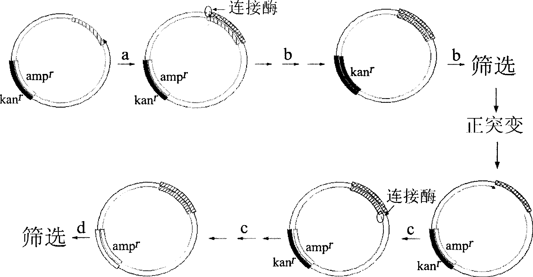 Method and kit for in-situ construction of gene mutation library