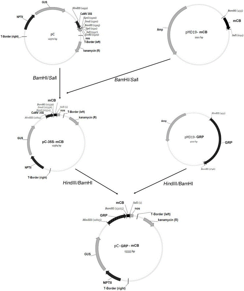 Method for improving citrus huanglongbing resistance