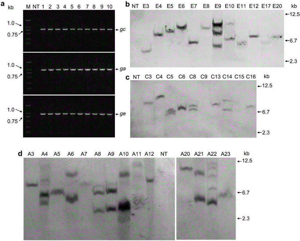 Method for improving citrus huanglongbing resistance