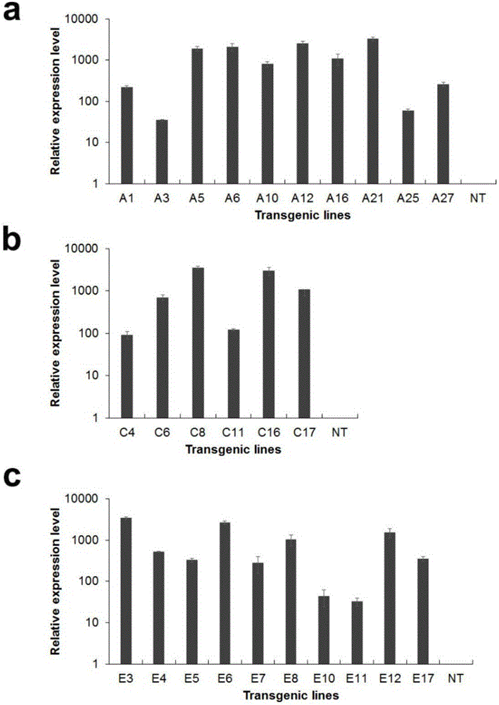 Method for improving citrus huanglongbing resistance