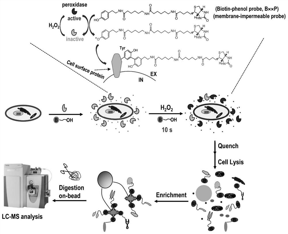 Peroxidase catalyzed cell surface protein labeling method