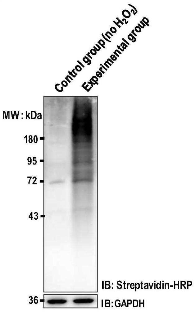 Peroxidase catalyzed cell surface protein labeling method