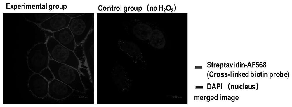 Peroxidase catalyzed cell surface protein labeling method