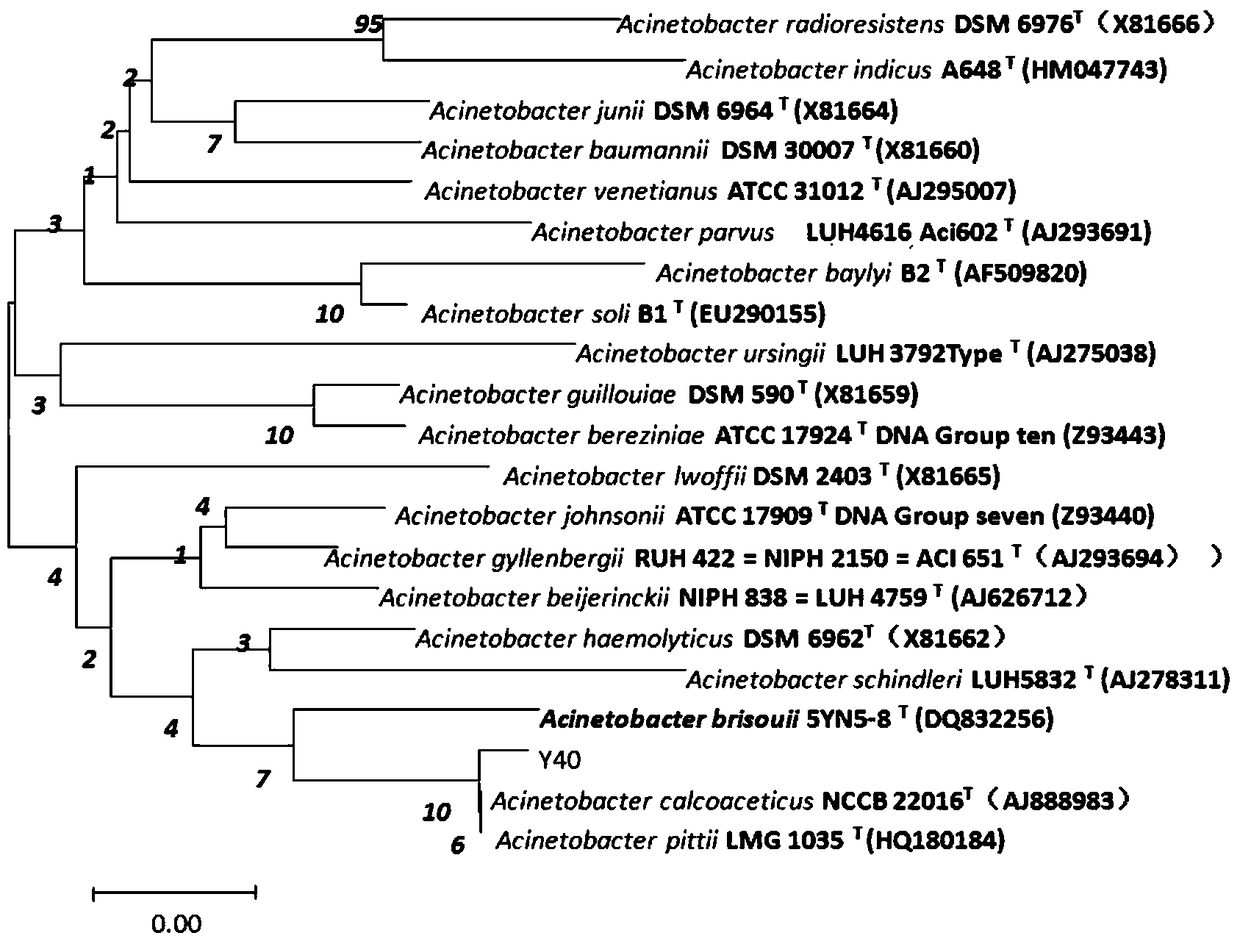 A phosphate-solubilizing and growth-promoting bacterium y40 of the genus Acinetobacter and its application