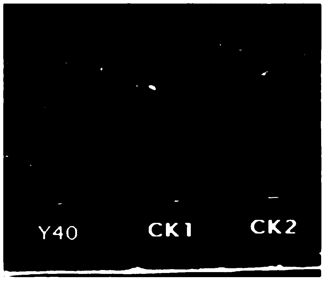 A phosphate-solubilizing and growth-promoting bacterium y40 of the genus Acinetobacter and its application