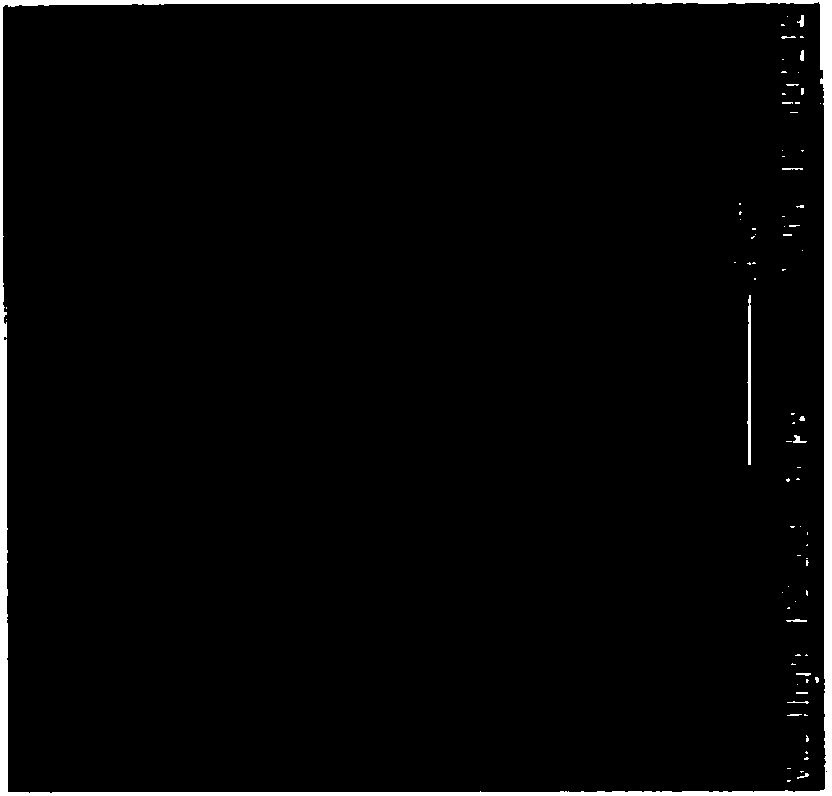 Systems and methods for detecting and monitoring proteolysis of protein matrices