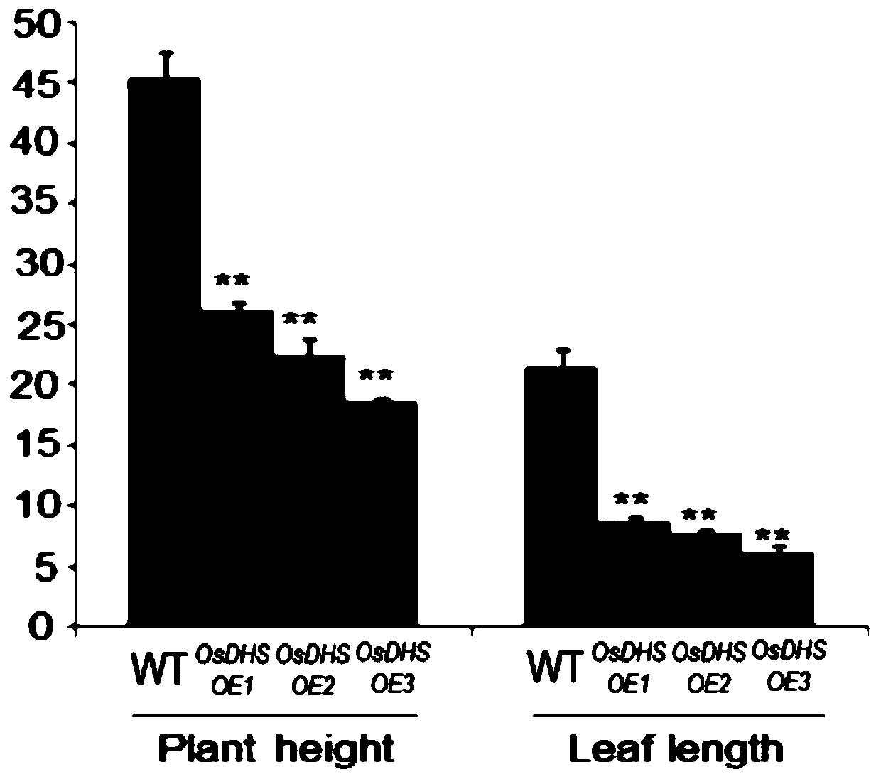 Application of osdhs gene in regulation of rice cuticle wax synthesis