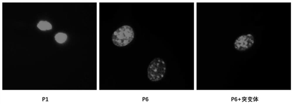 Mutant based on key protein ATG7 of autophagy and application thereof