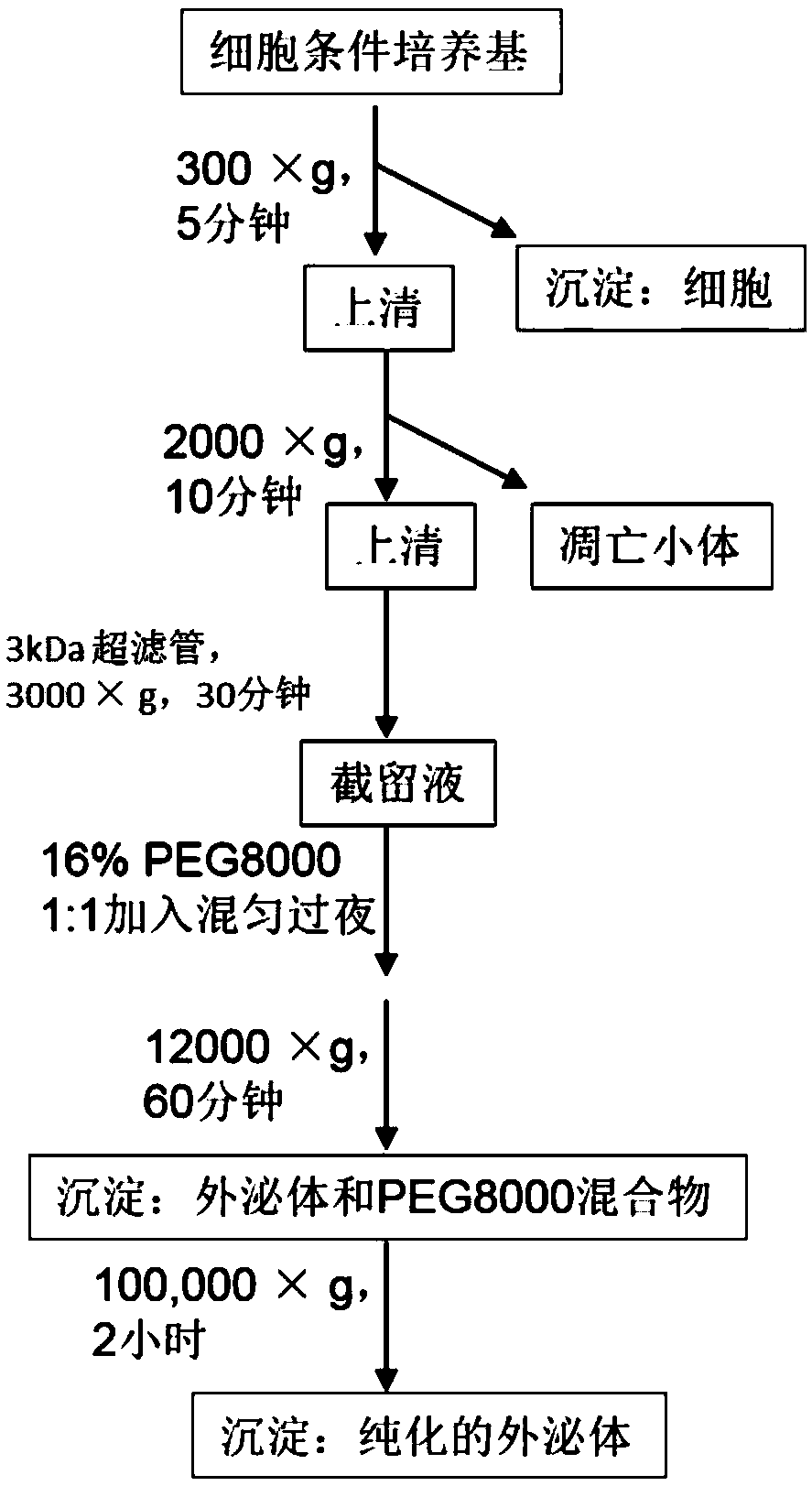 Application of noninvasive ultrasonic processing of cells to preparation of exosomes, exosomes and preparation method and application of exosomes