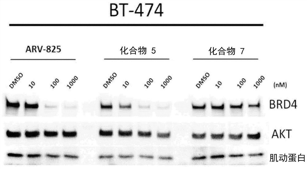 Antibody protac conjugates