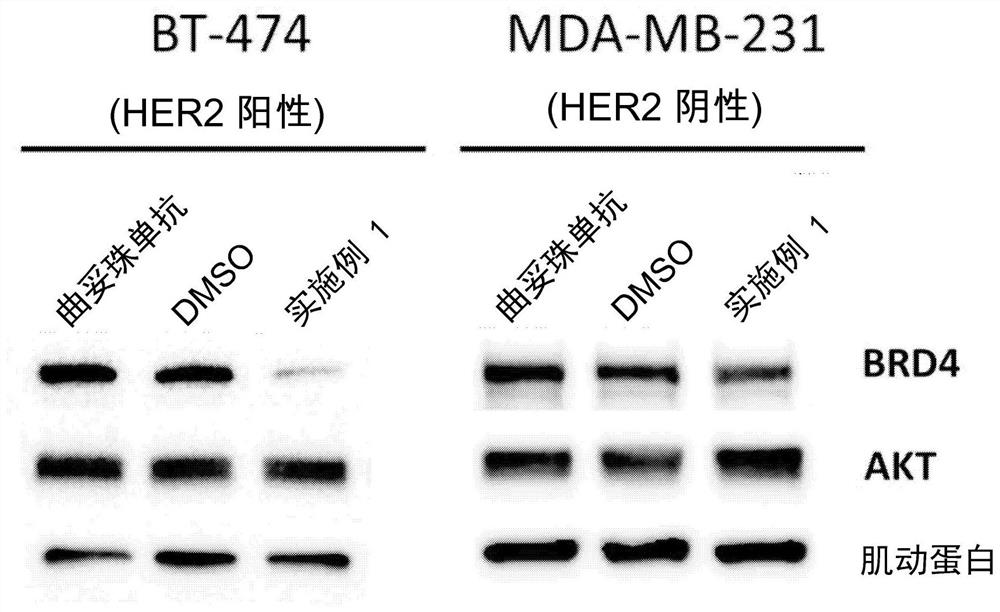 Antibody protac conjugates