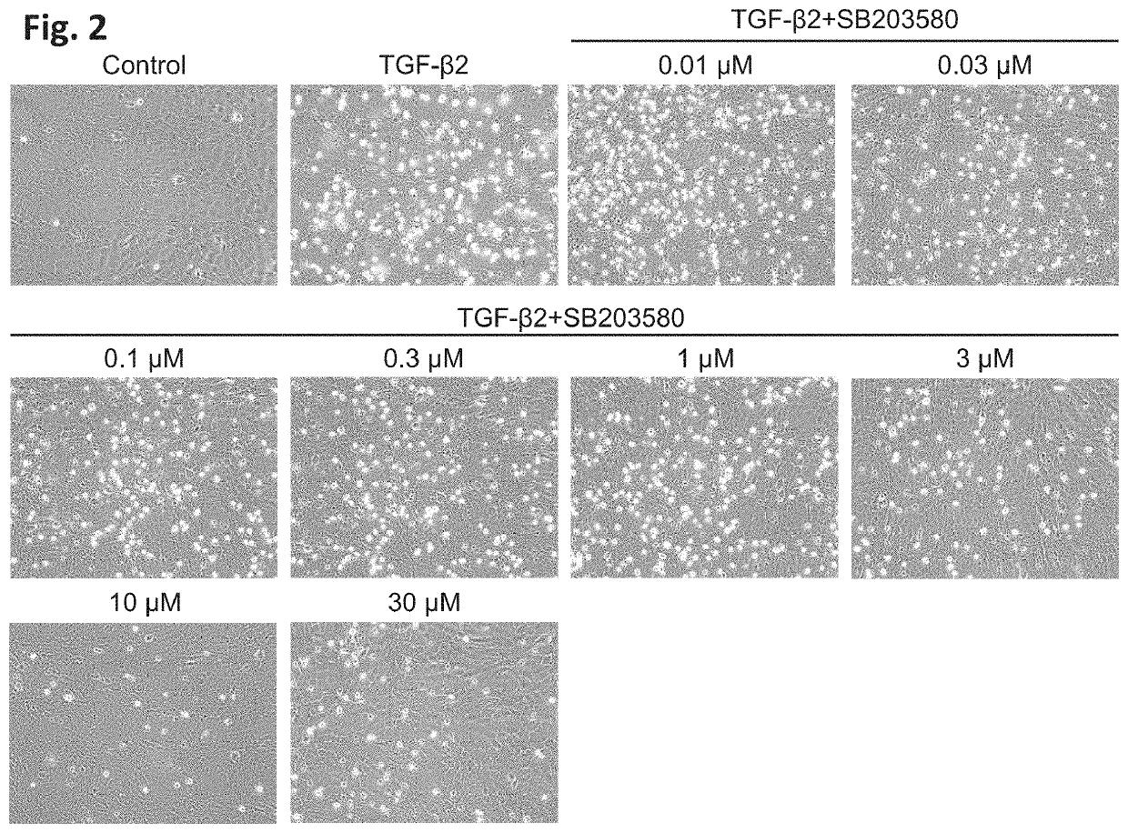 Drug for treating or preventing disorder caused by tgf-ß signalling, and application thereof